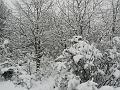 Snow, Blackheath P1070054